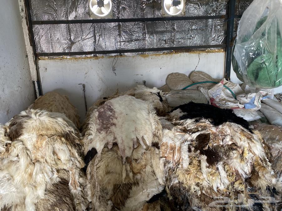 جلد غنم للبيع64547110442498110