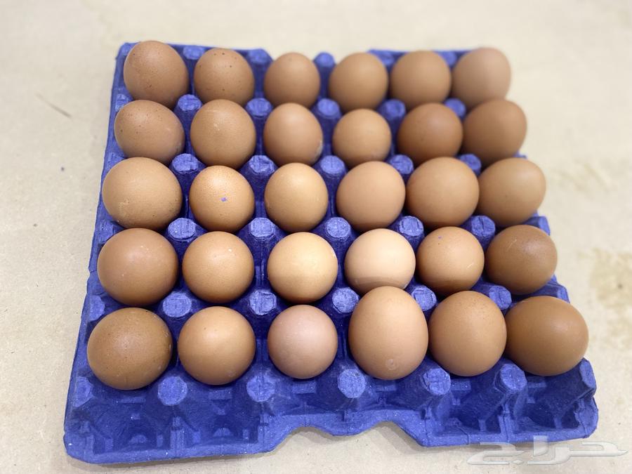 بيض عضوي للبيع64546377743491114