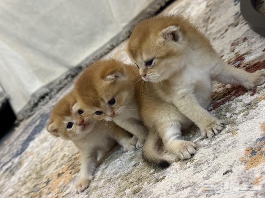 قطط اسكوتش فولد للبيع بيور مع امكانية التسجيل في منظمة القطط64544806153987113