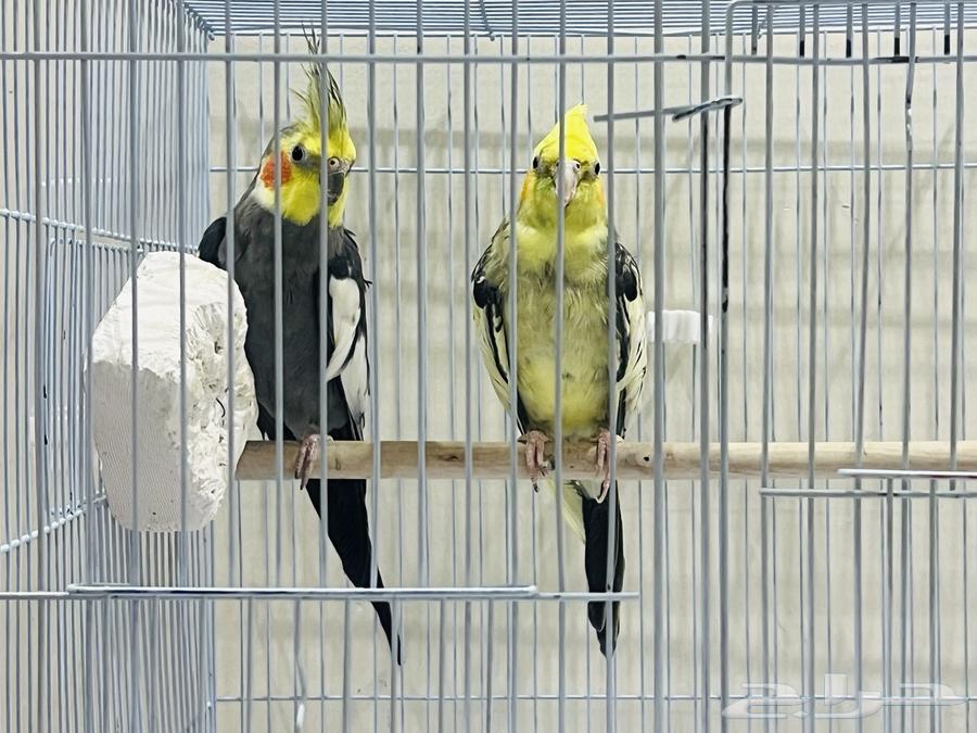 زوج كروان للبيع64551962025986113