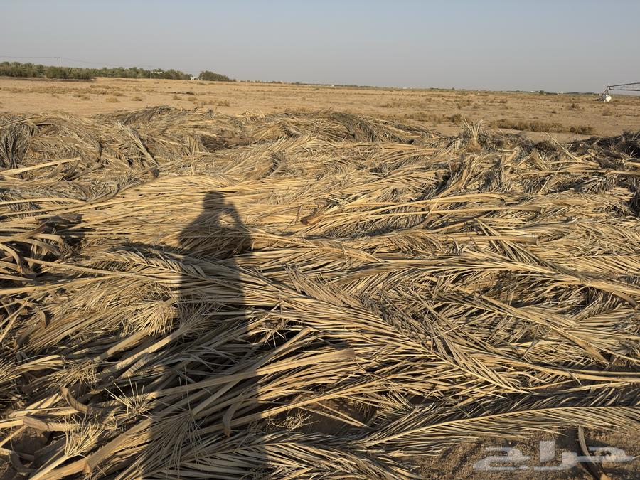 عسيب نخل للبيع64549345426306113