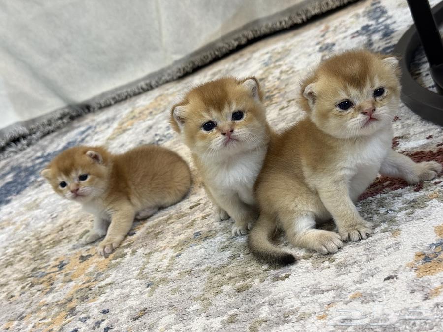 قطط اسكوتش فولد للبيع بيور مع امكانية التسجيل في منظمة القطط64544806153987110