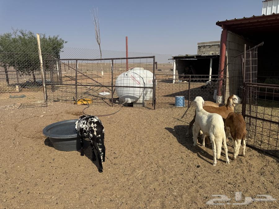 Sheep in Sawakin64545729588611110