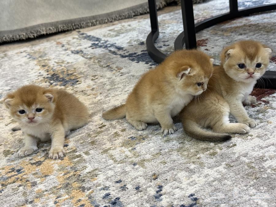 قطط اسكوتش فولد للبيع بيور مع امكانية التسجيل في منظمة القطط64544806153987114