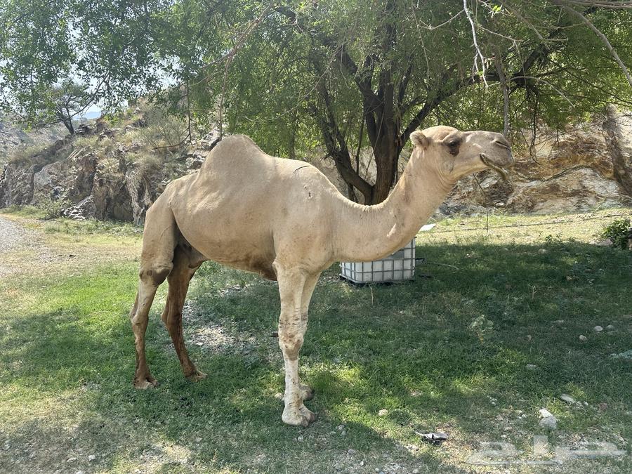 فحل للبيع64546127977985110