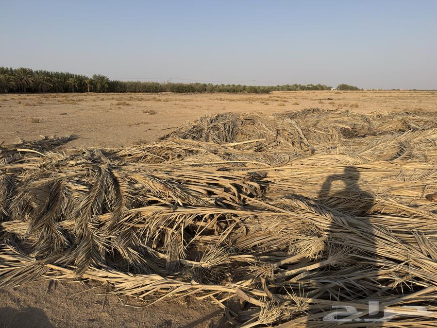 عسيب نخل للبيع64549345426306112