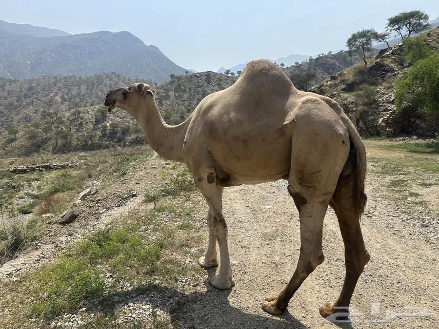 فحل للبيع64546127977985111