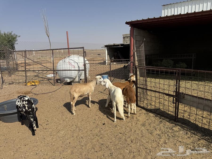 Sheep in Sawakin64545729588611111