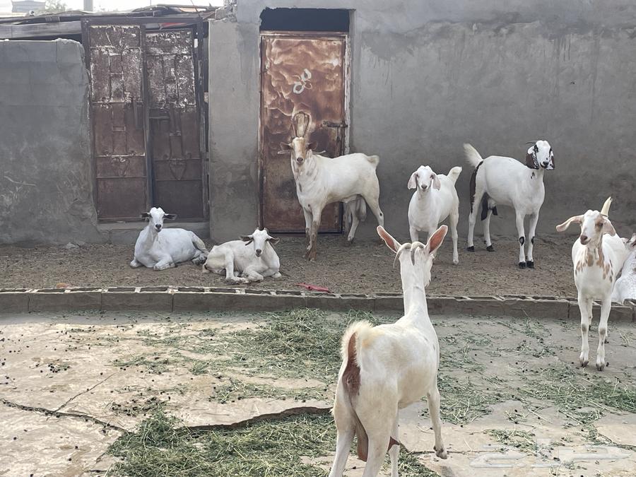 تيس للبيع64549303518723111