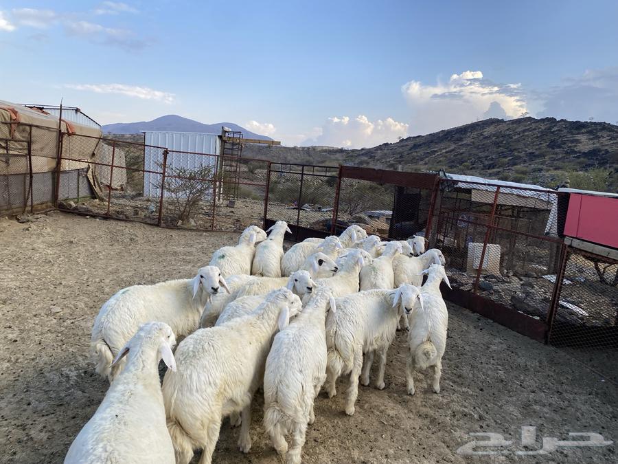 طليان للبيع64552062344323110