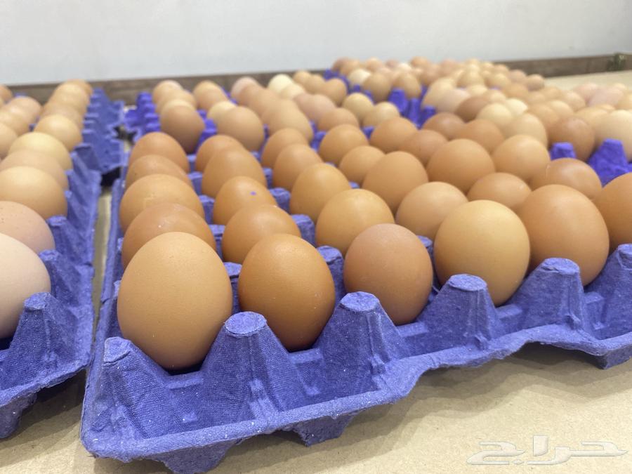 بيض عضوي للبيع64546377743491111