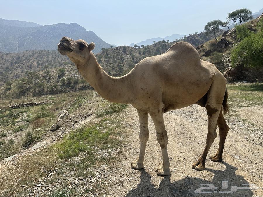 فحل للبيع64546127977985112