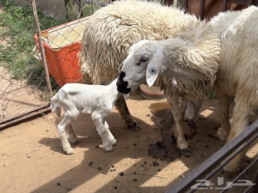 A camel under the king64547207689729112