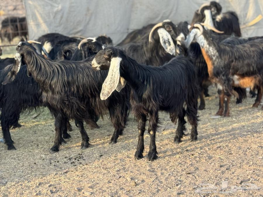 Goats for sale, Al-Awarij, Al-Jafar64550619199746113