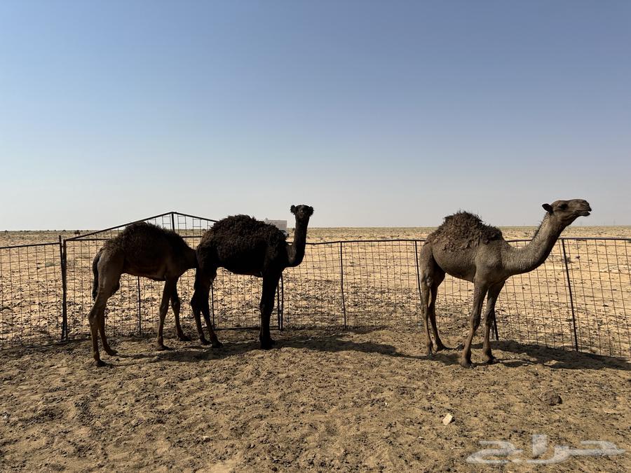 للبيع 6 قعدان اعمارهن من 6 شهور إلى 9 شهور سليمان شرط64548126580482110