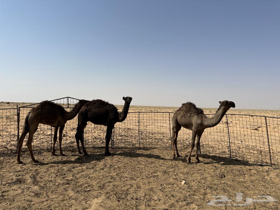 للبيع 6 قعدان اعمارهن من 6 شهور إلى 9 شهور سليمان شرط64548126580482111