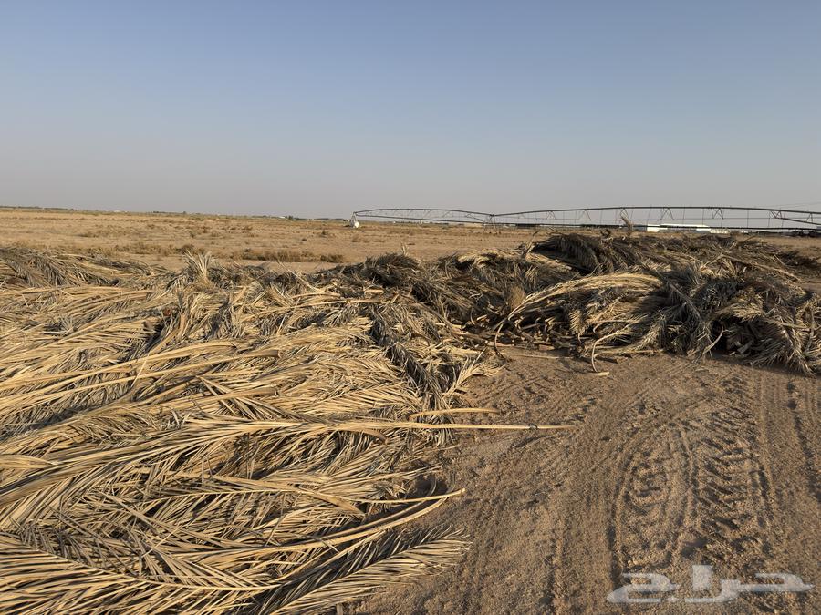 عسيب نخل للبيع64549345426306111