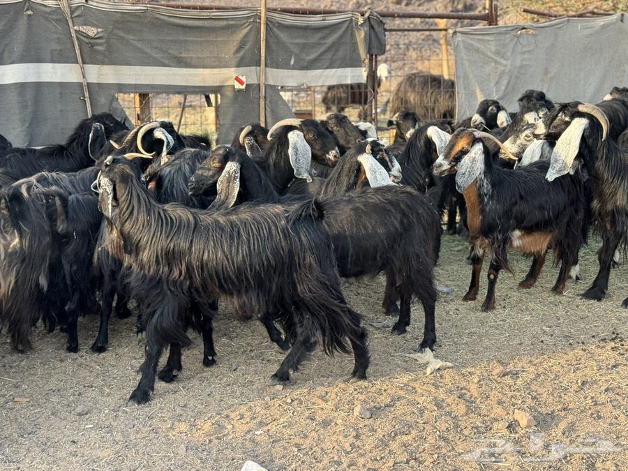 Goats for sale, Al-Awarij, Al-Jafar64550619199746112