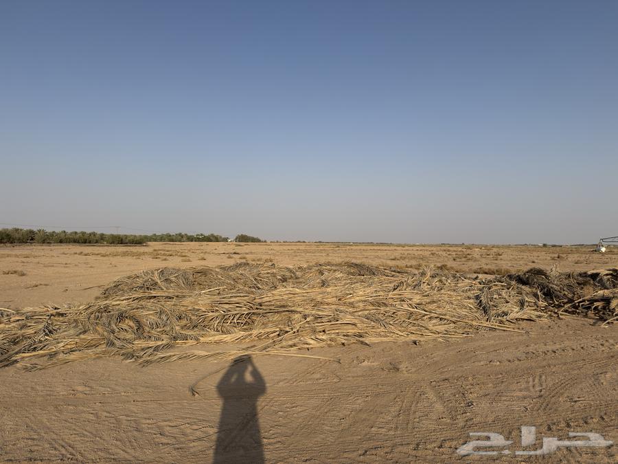 عسيب نخل للبيع64549345426306114