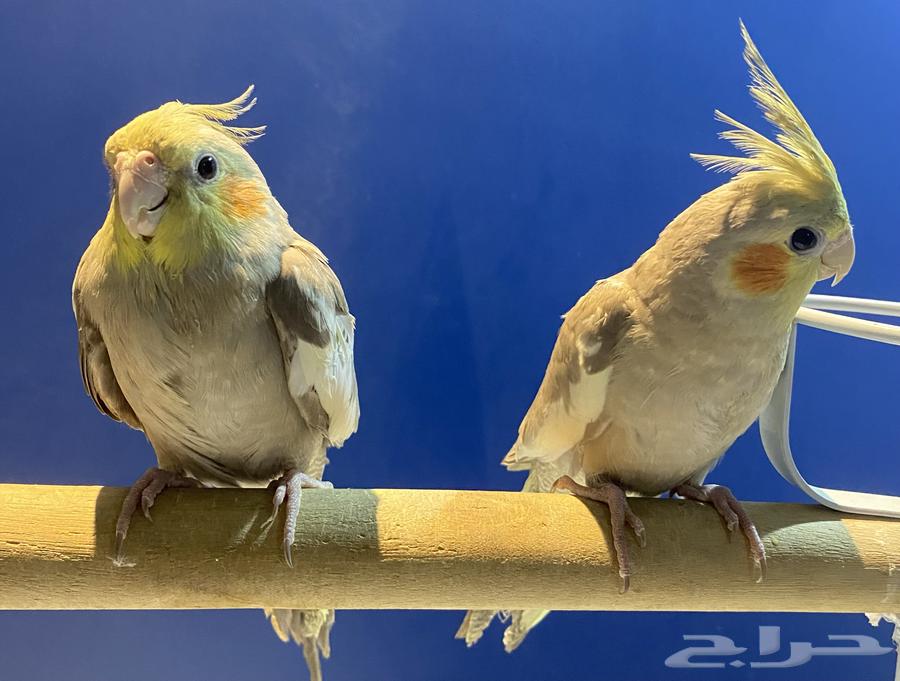 Crows for sale64547068765955111