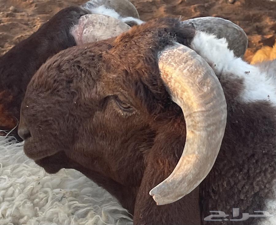 للبيع طلي فحل64500797966849112