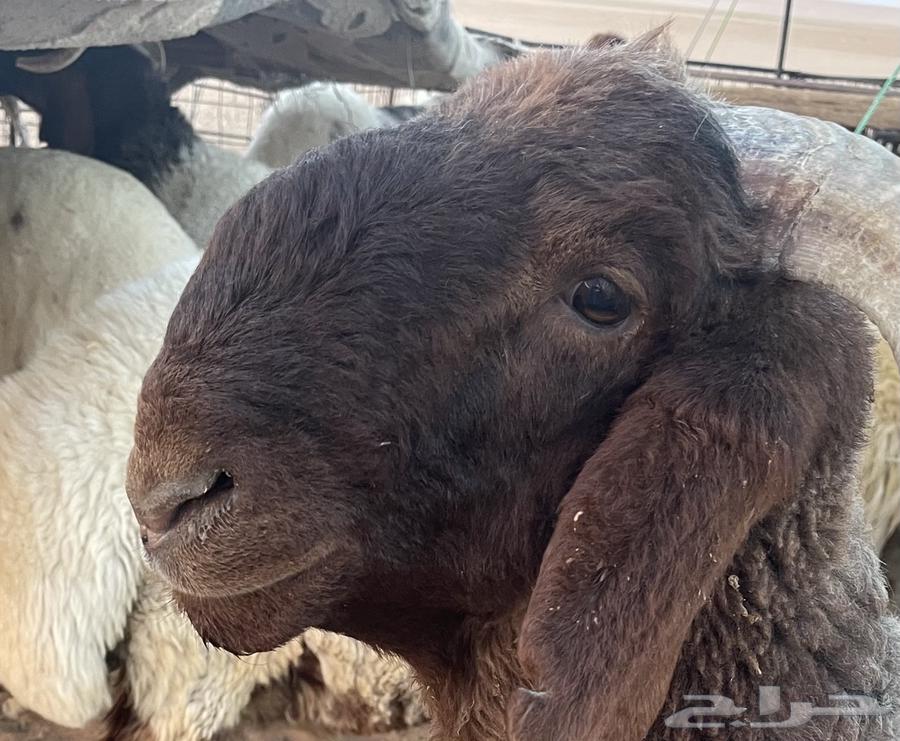 طلي للبيع64504009398529112