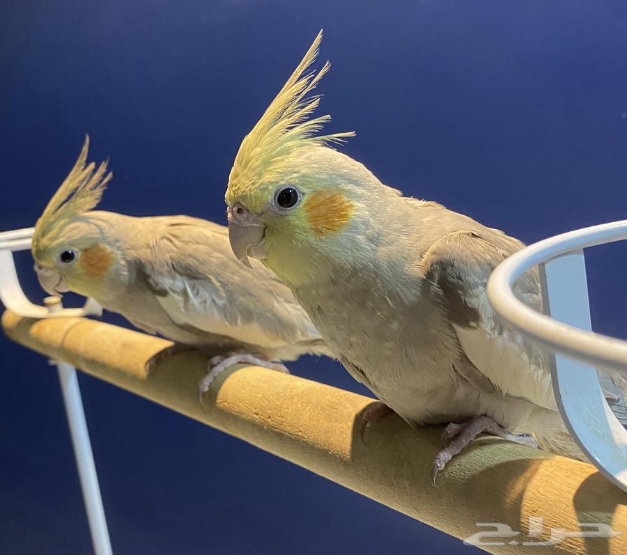 Crows for sale64547068765955110