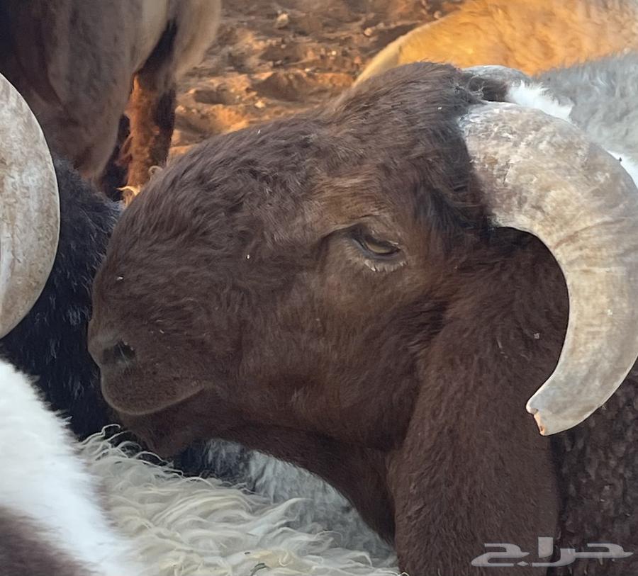 للبيع طلي فحل64500797966849113