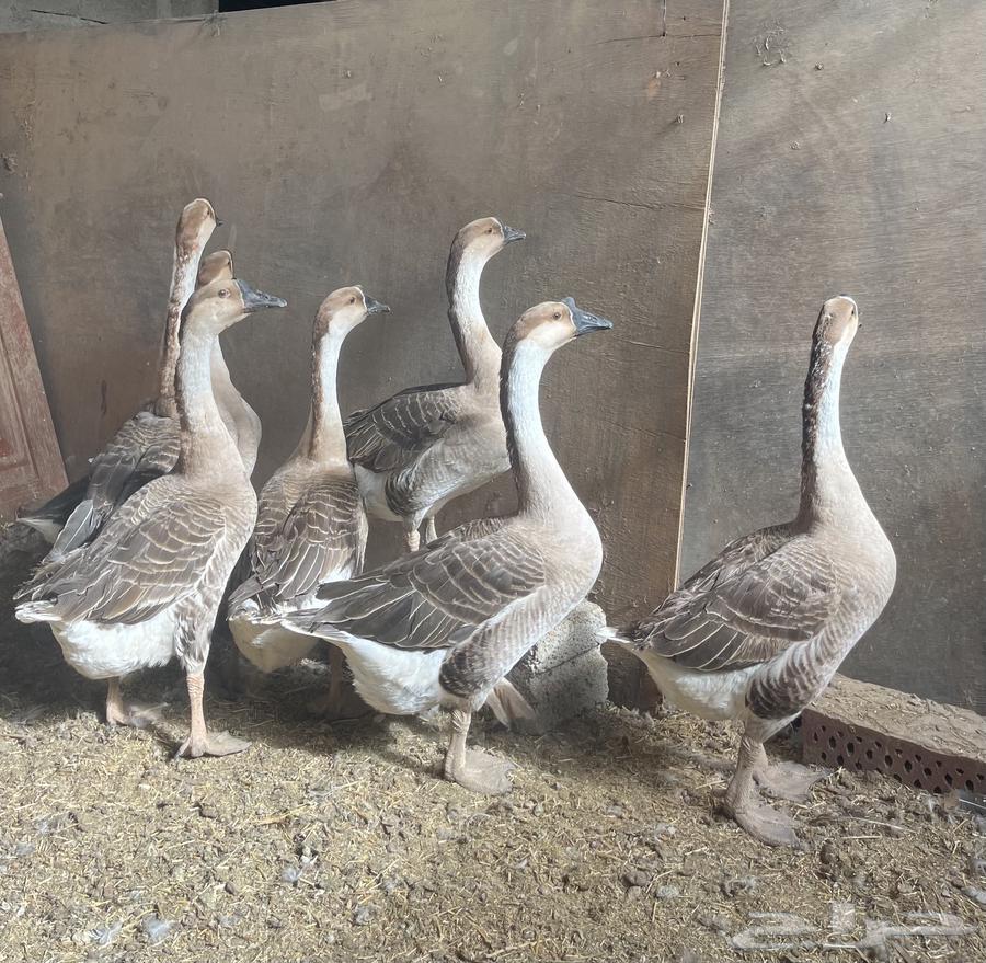 للبيع وز عراقي كوبرا صافي أحجام نعام64546222656771110