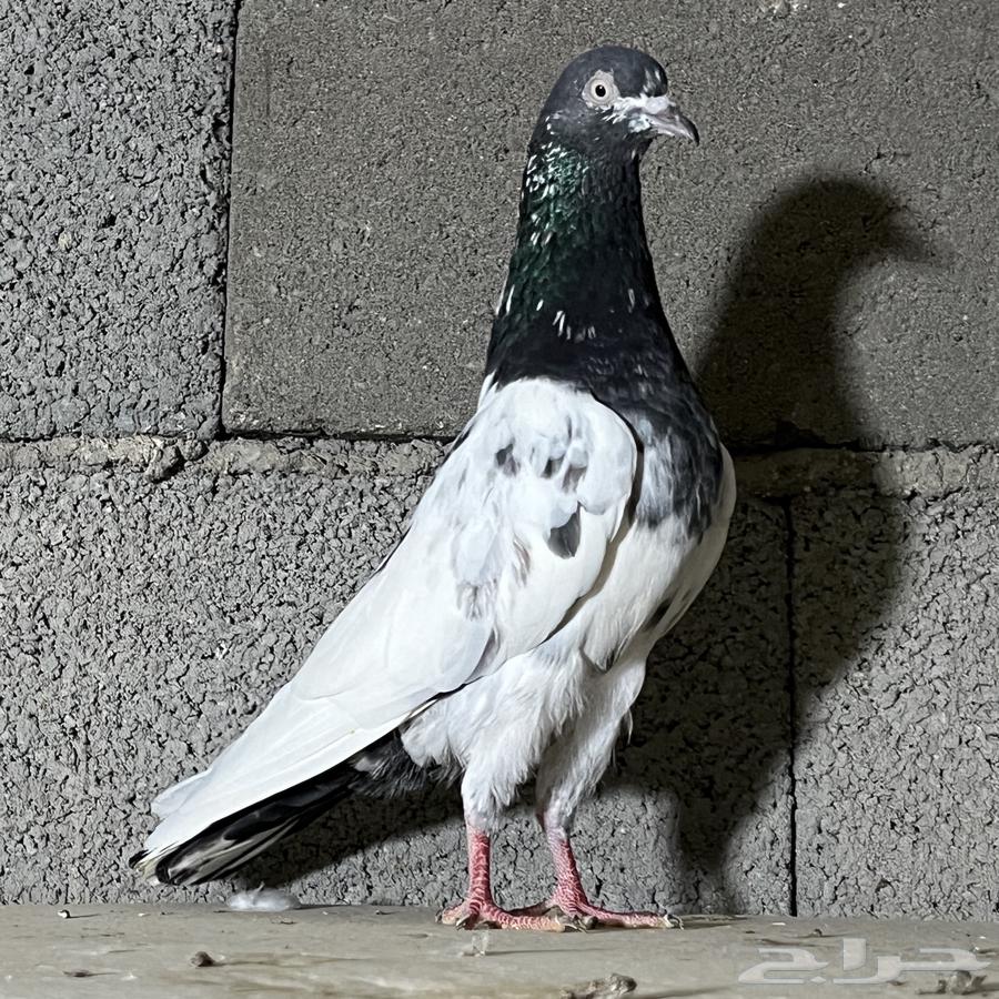 حمام باكستاني تم البيع64548140529538110