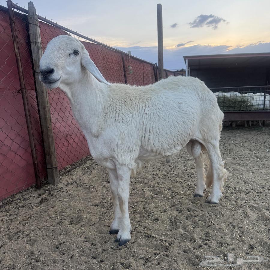 خروف فحل صنف64520812062467114