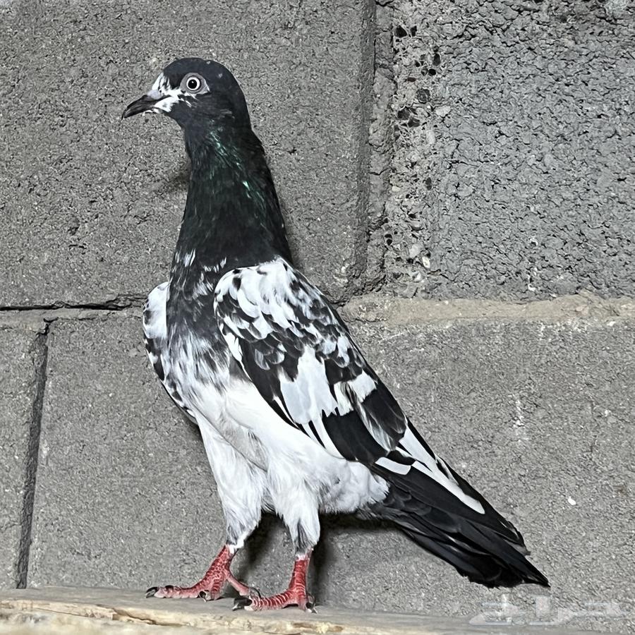 حمام باكستاني تم البيع64548140529538111