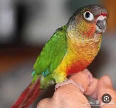 Chicks 450 per piece limit64548896804737110