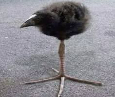 قطط كلاب طيور64553001526147114