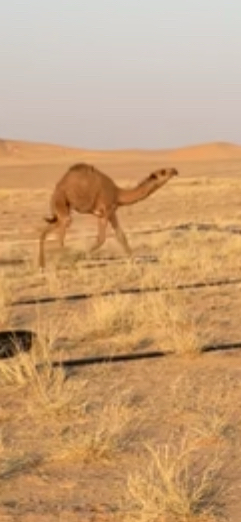 للبيع قعود64543874233217110