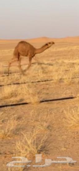 للبيع قعود64543874233217111