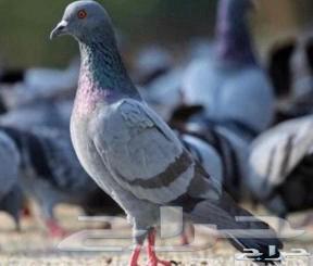 حمام سوادي للبيع64547124241667114