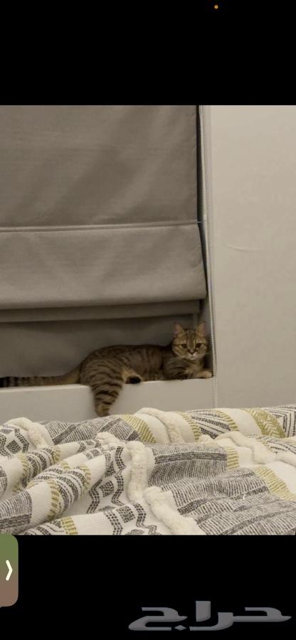 قط لتبني سكوتش64545701578755113