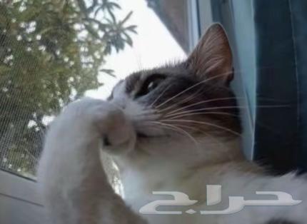 قطط كلاب طيور64553001526147112