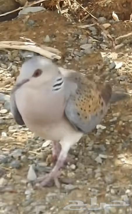 Qamiri and Feri (Hunting or Fishing) Yanbu location, delivery available64550174417667111