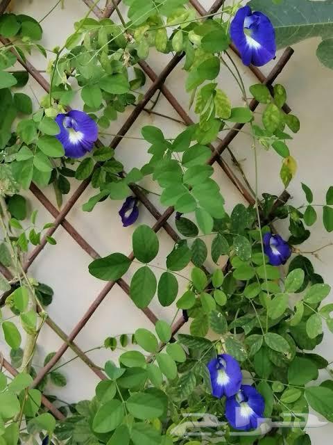 بذور شاي ازرق64550661496579110