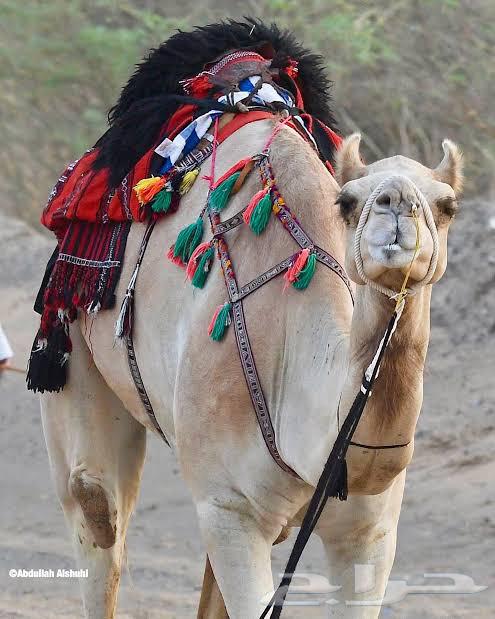 موجود عمانيه خلفه64544284274819110