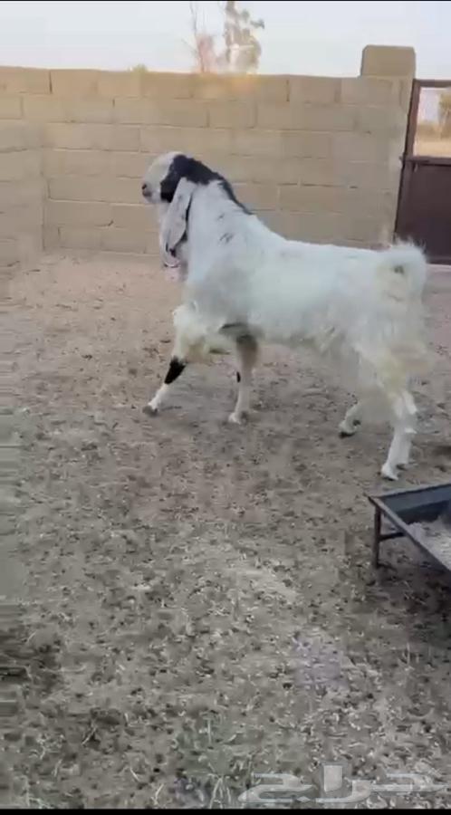 تيس هولندي صنف64547485341697113