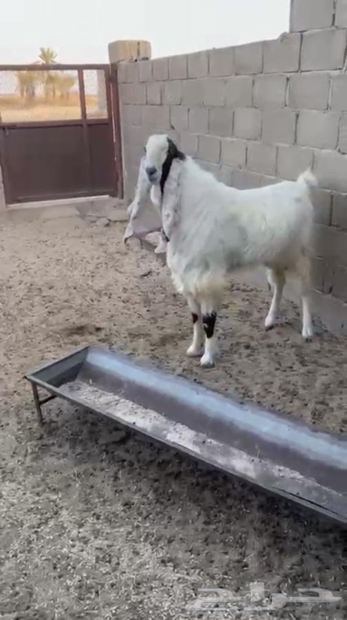 تيس هولندي صنف64547485341697111