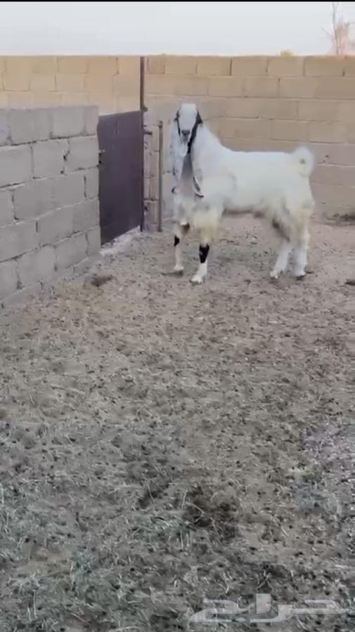 تيس هولندي صنف64547485341697110