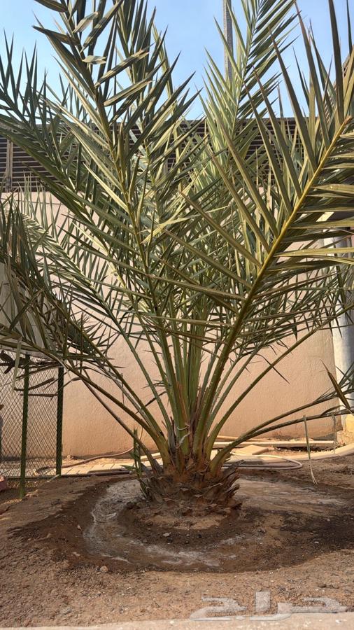 فسيل نخل للبيع64549797952386110