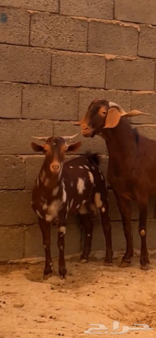 Tis Abher Al-Jaishy (Sold).64552604903297112