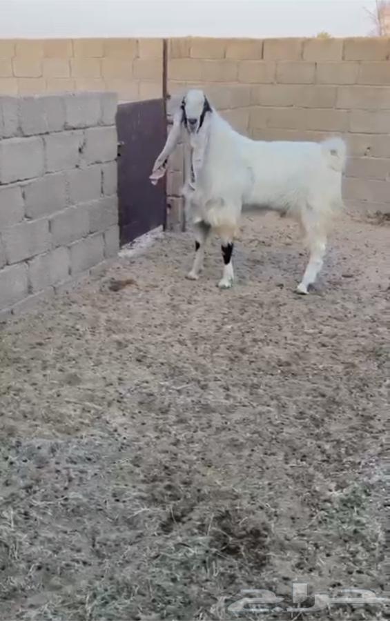 تيس هولندي صنف64547485341697112