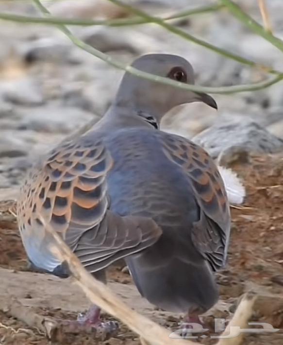 Samaan and Qamari for sale, bred not hunted64549613185282110