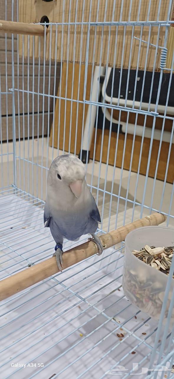 طيور الروز64544044367234110